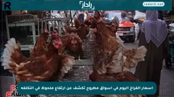 أسعار الفراخ اليوم في أسواق مطروح تكشف عن ارتفاع ملحوظ في التكلفة